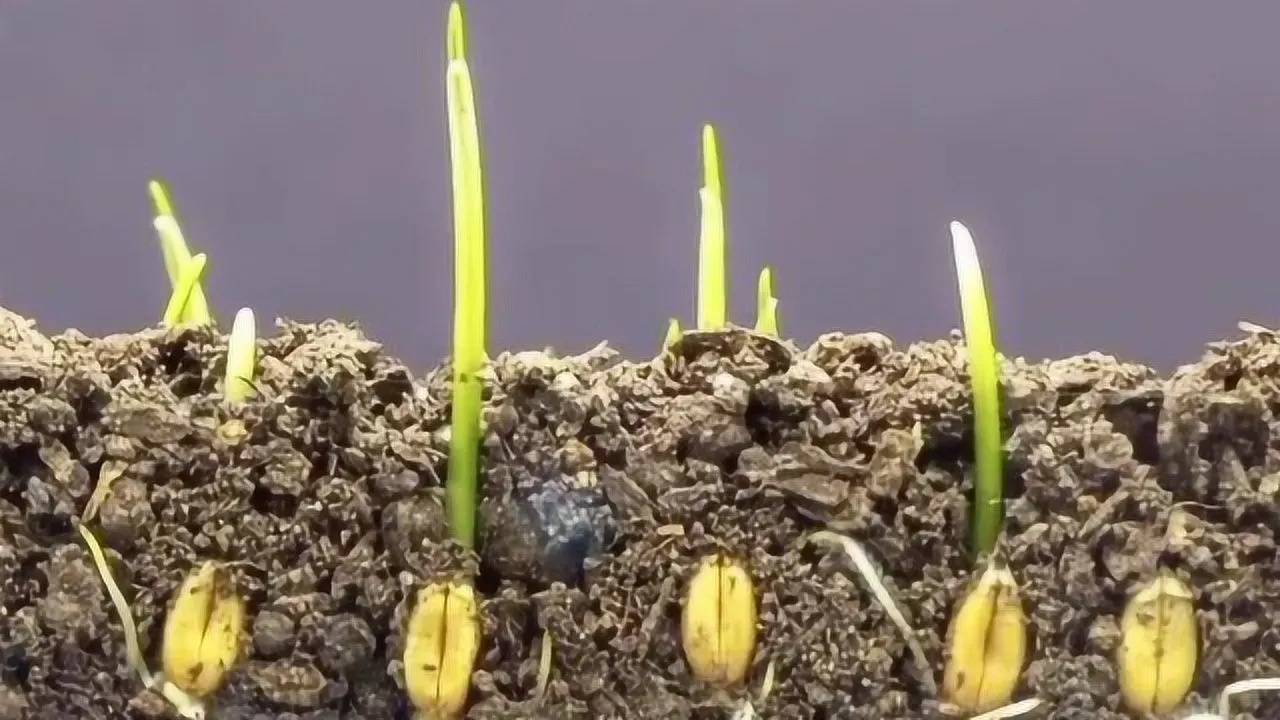 DY公益直装全防封免root深度解析：解锁安全与便捷的完美平衡