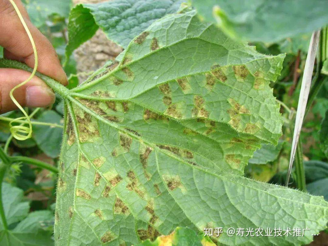 准星怪兽2.0游戏下载及攻略详解