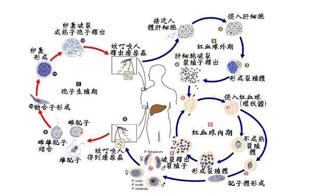 部落冲突免费辅助工具，实用必备