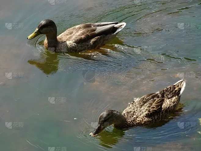 问道手游科技辅助：如何实现高效游戏体验不违规？