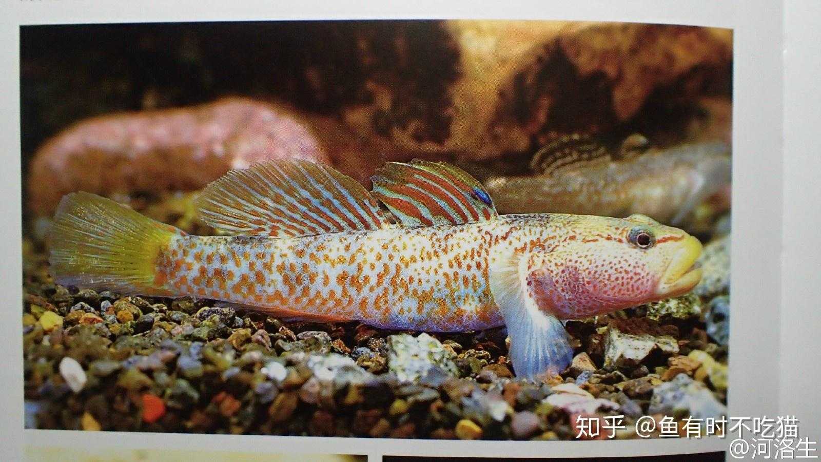 免费手机钓鱼游戏推荐