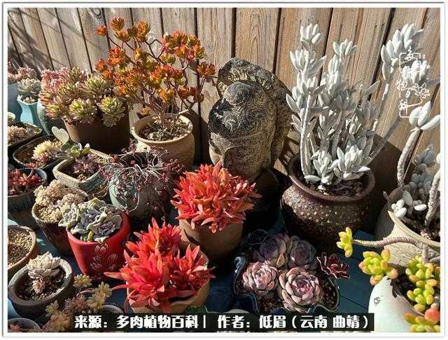 和平精英准星使用技巧