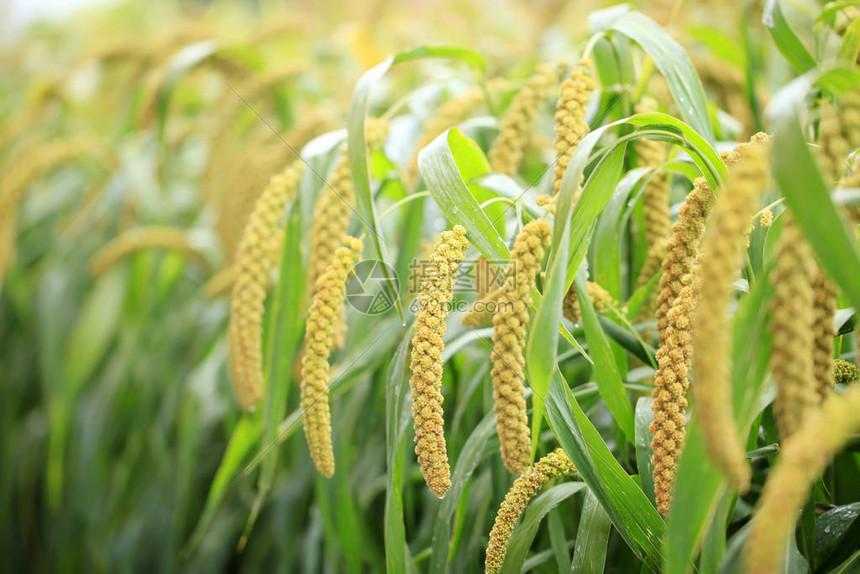 自瞄辅助器和平精英PC免费使用指南