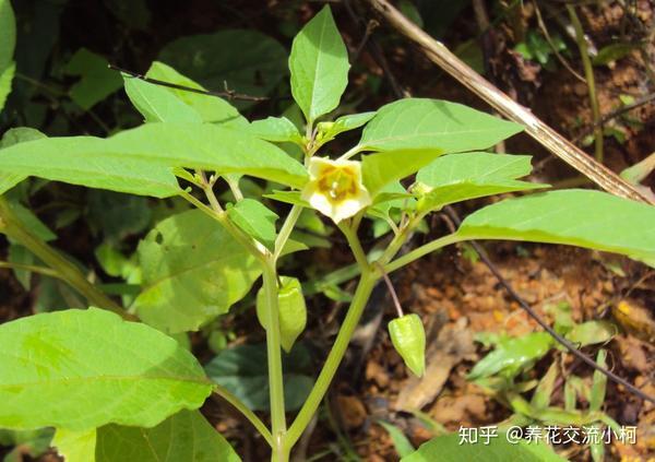 荒野乱斗官服引发关注