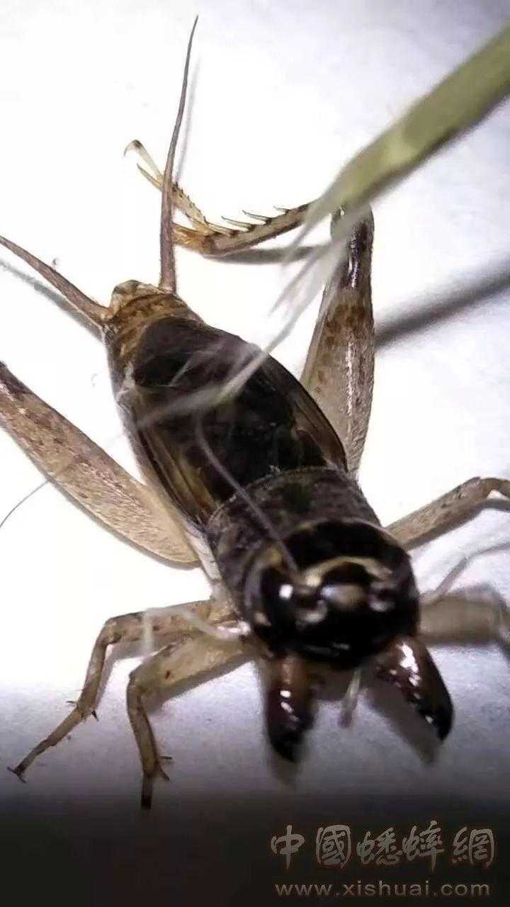 绝地求生公益慈善活动