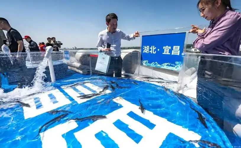 荆州50.2万尾中华鲟成功放生保护水生生物