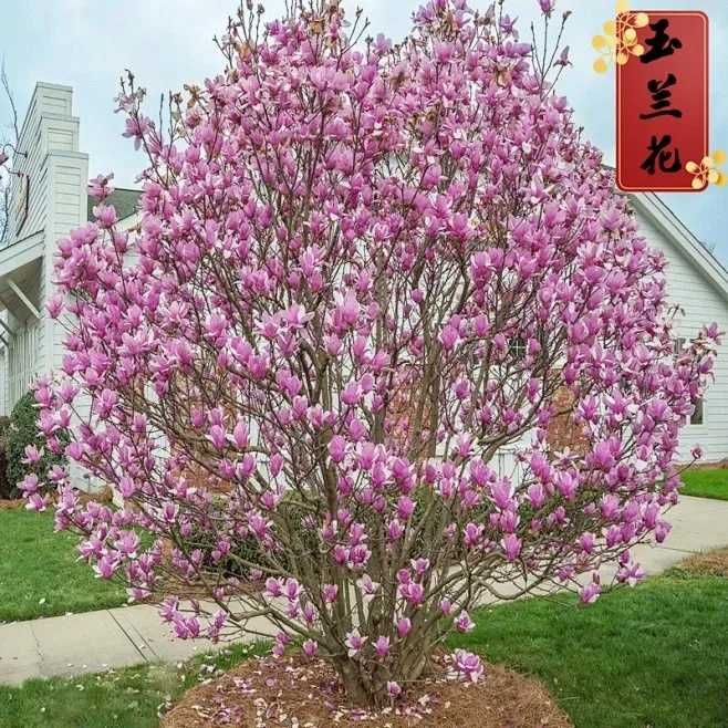 狼人杀开局卖光狼队友事件引发关注