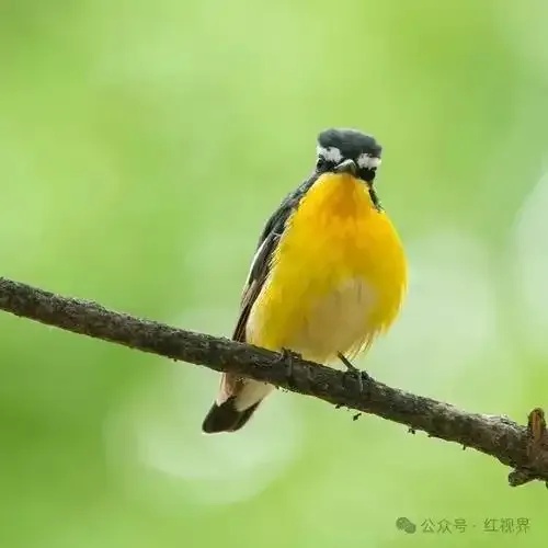 小鸟为何不下坠睡眠