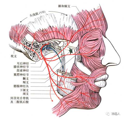 梦幻西游科技跑商安装教程曝光