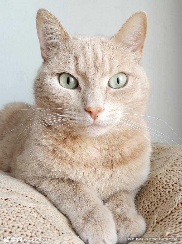 猫斯快跑菜单下载及应用分析