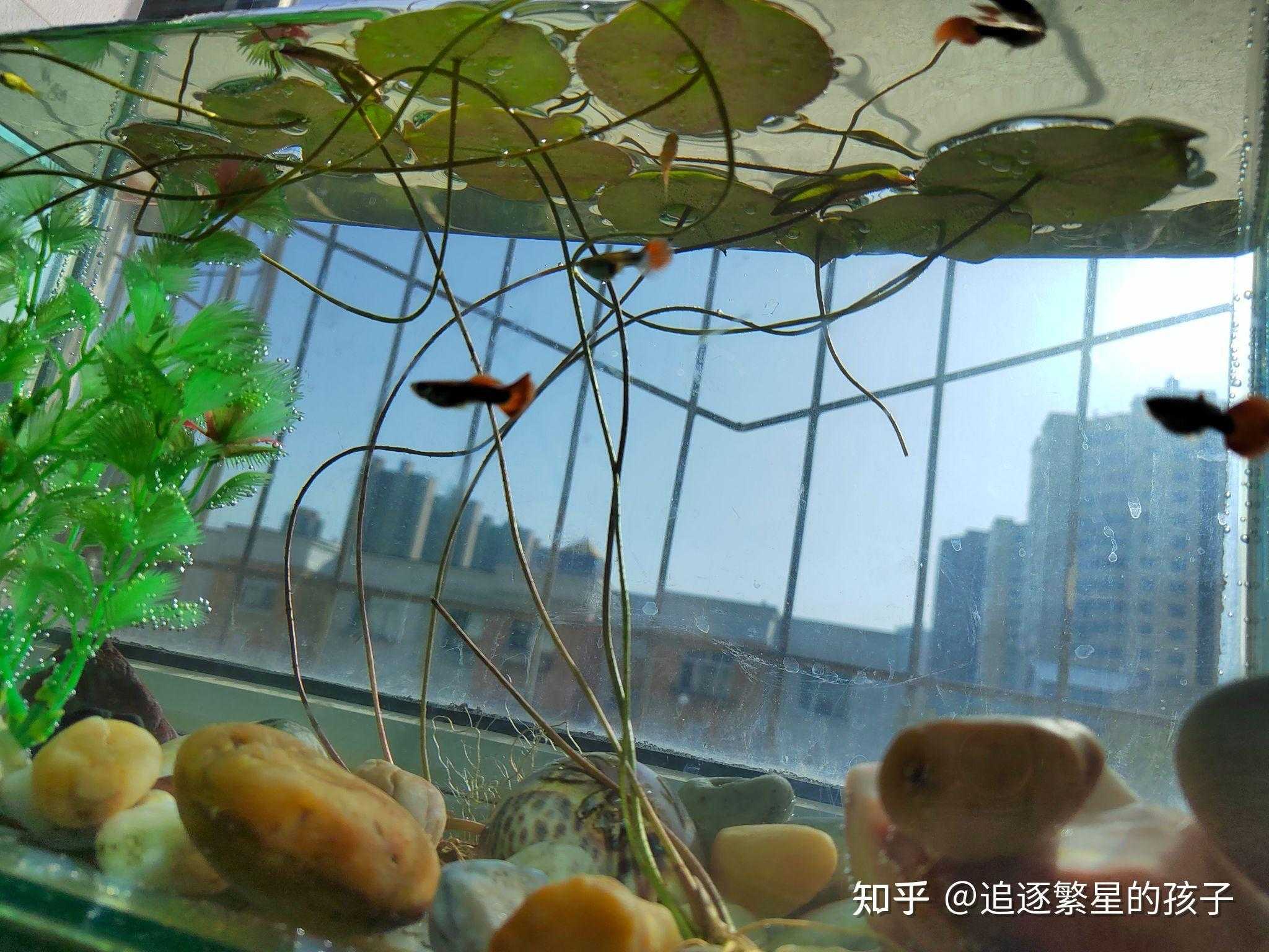 明日之后科技简介 明日 之后 科技 简介 第1张 明日之后科技简介 明日 之后 科技 简介 第1张
