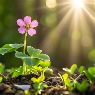 明日之后先行者：揭秘终极生存法则