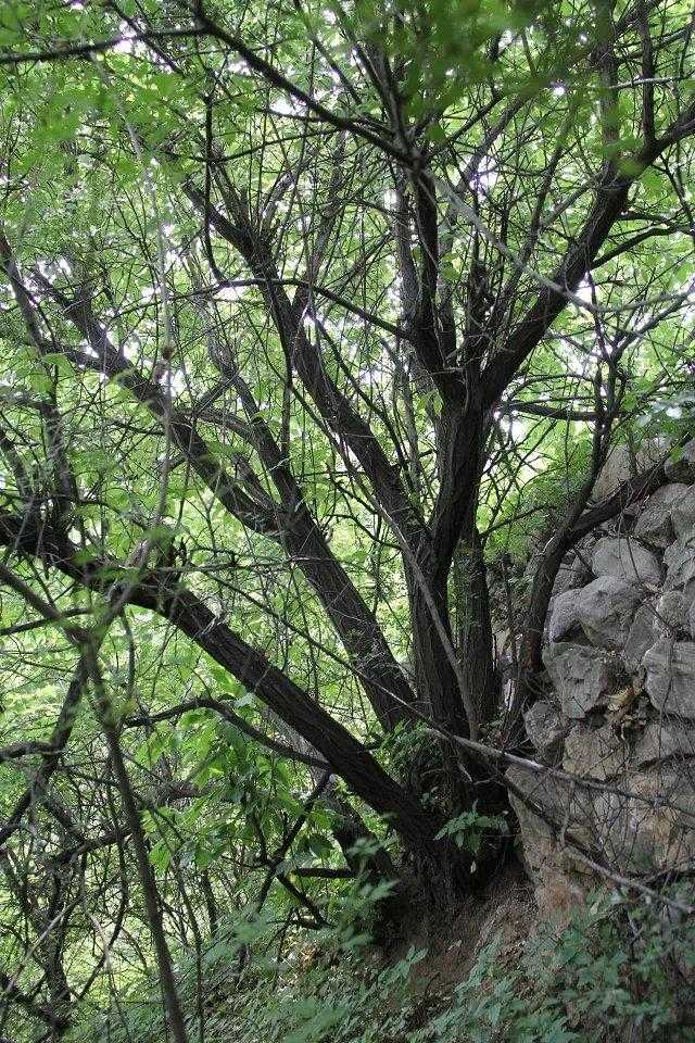 球球大作战在线玩无需下载