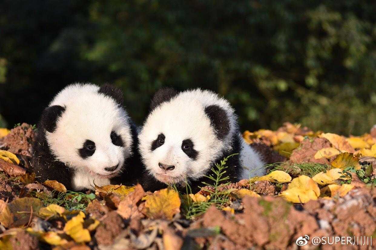 使命召唤外挂卡盟评测