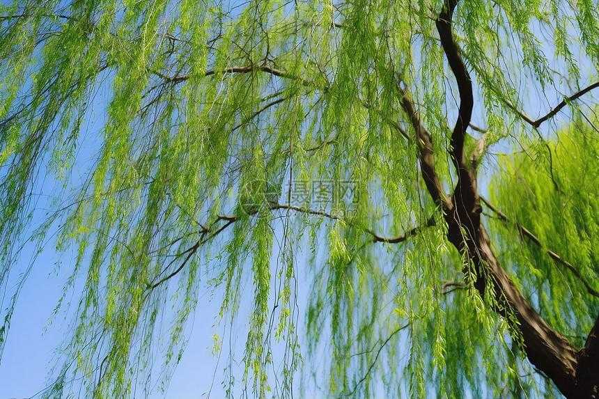 贪吃蛇植物大战外挂引关注 贪吃 蛇植 物大 战外 挂引 关注 第1张 贪吃蛇植物大战外挂引关注 贪吃 蛇植 物大 战外 挂引 关注 第1张