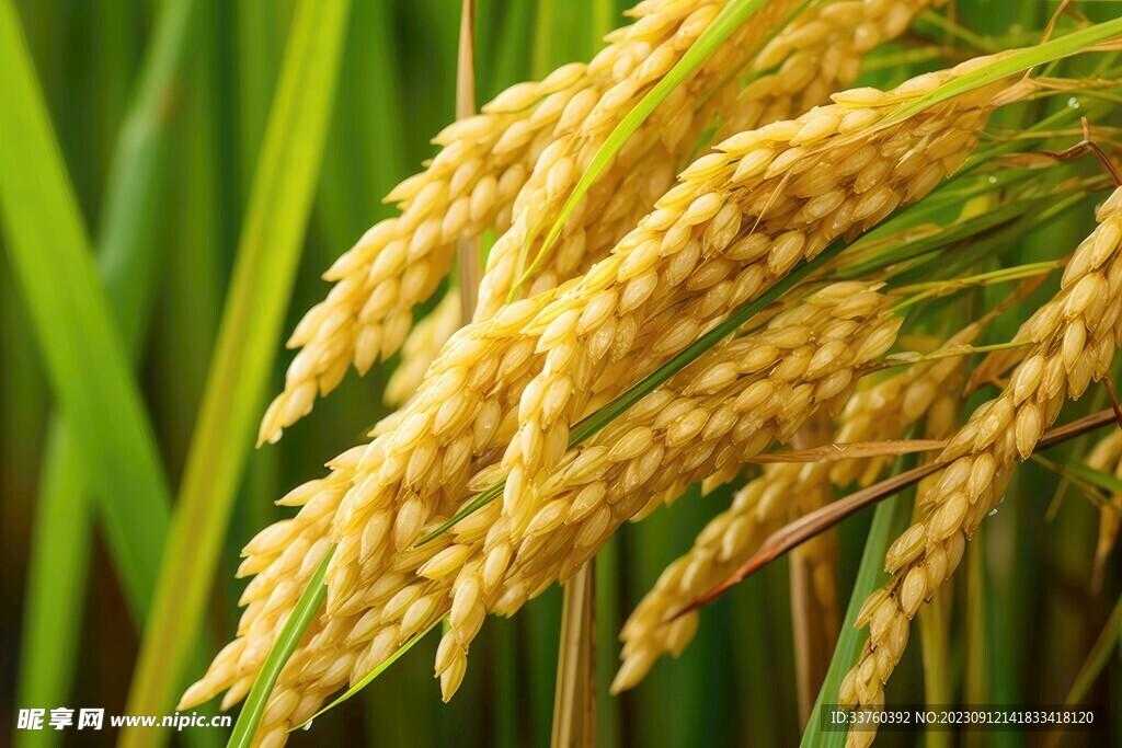 王牌战争科技辅助策略研究 王牌 战争 科技 辅助 策略 研究 第1张 王牌战争科技辅助策略研究 王牌 战争 科技 辅助 策略 研究 第1张