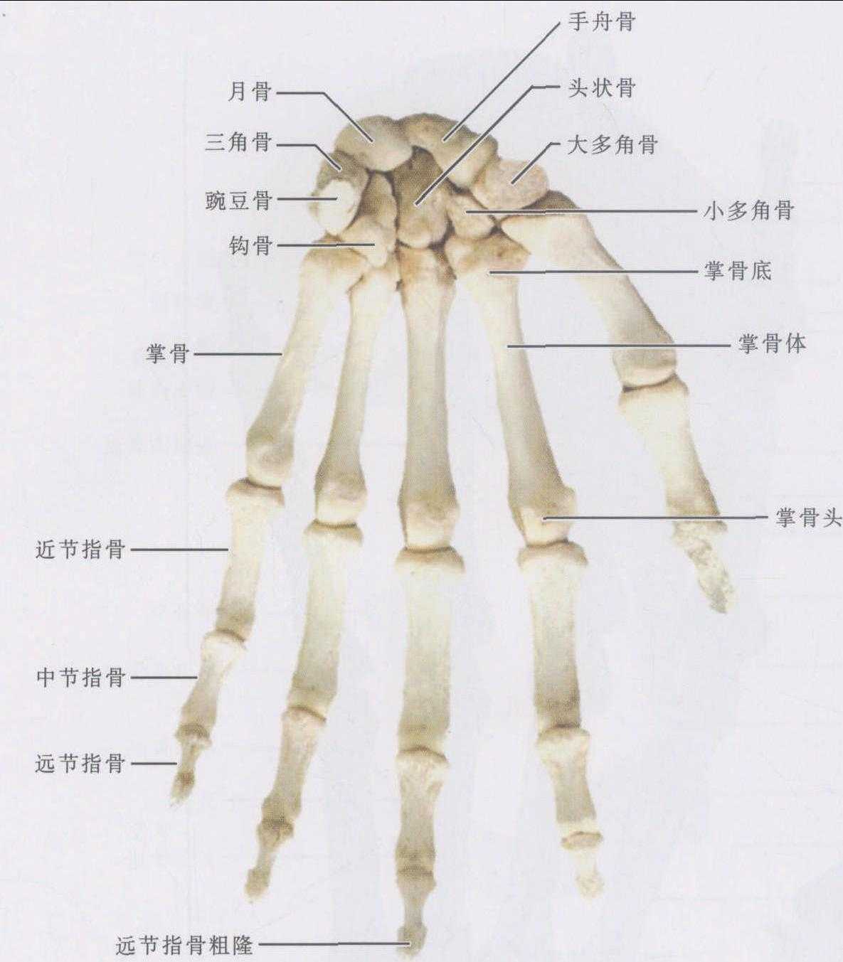 lol手游卡盟，冲击体验新巅峰