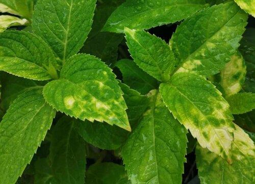 诅咒之岛外挂菜单曝光