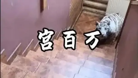 白宫截胡百万救命物资