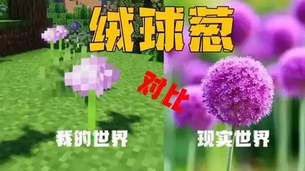 我的世界绒球葱生长地