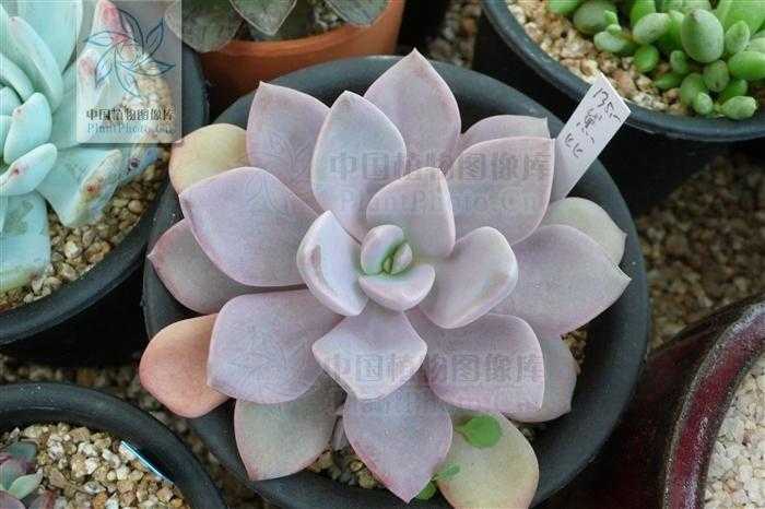 虚拟主机三类型大揭秘：共享VPS云主机核心差异  虚拟 主机 三类 型大 揭秘 共享 VP S云 第1张