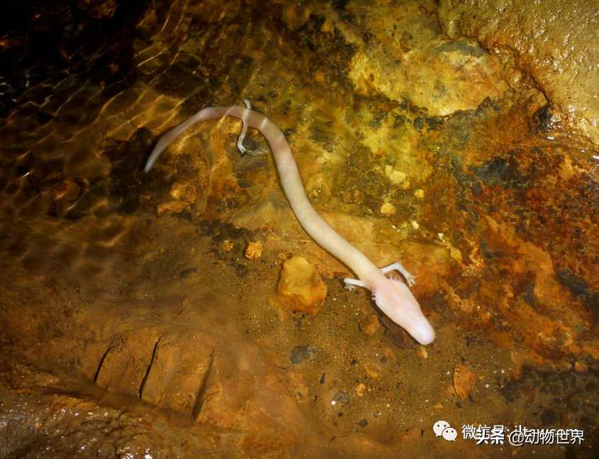 七牛云存储空间CDN加速配置教程