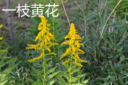 暗区突围科技直装免费，一键安装即享永久权限