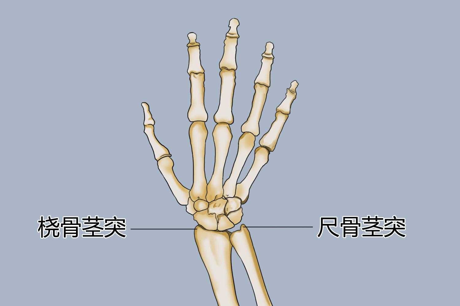 第五人格辅助位有哪些，全解析与最佳选择指南