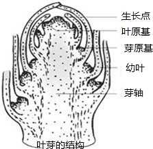 光遇开挂辅助器小懒猫