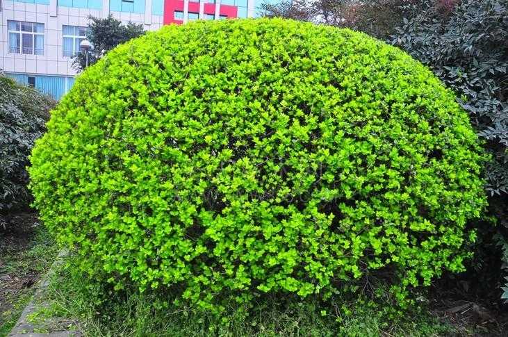 和平精英霜月狼主外挂技术揭秘与封禁公告 和平 精英 霜月 狼主 外挂 技术 揭秘 与封 第1张 和平精英霜月狼主外挂技术揭秘与封禁公告 和平 精英 霜月 狼主 外挂 技术 揭秘 与封 第1张