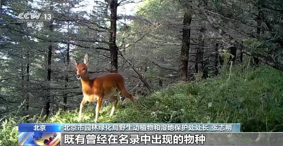 像素火影破解版上线即刻解锁全忍者阵容