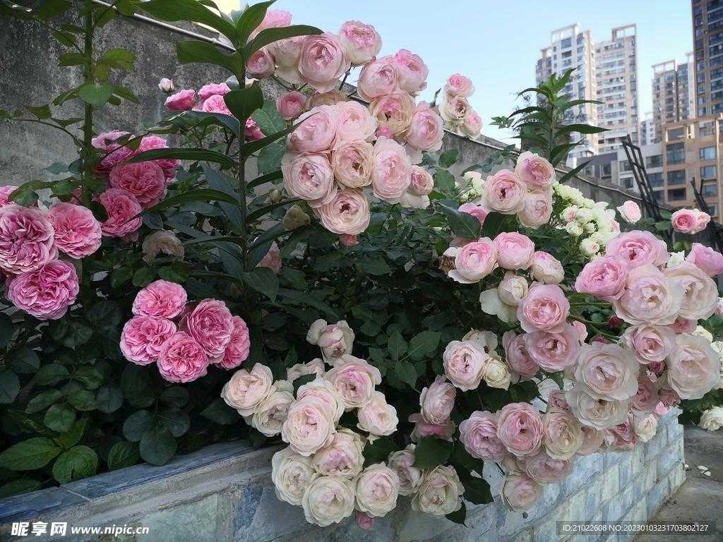 CF手游辅助APP功能评测与安全使用指南