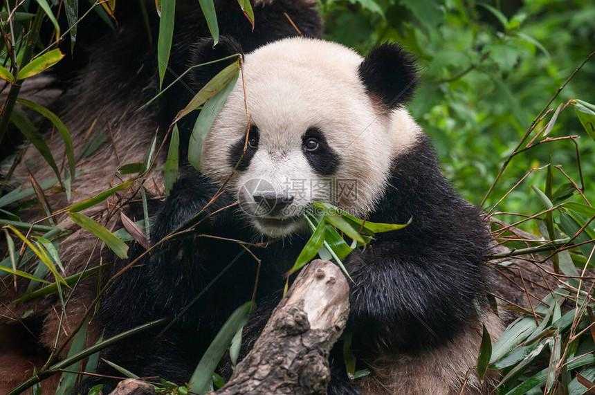 熊猫辅助网功能全解析及使用指南
