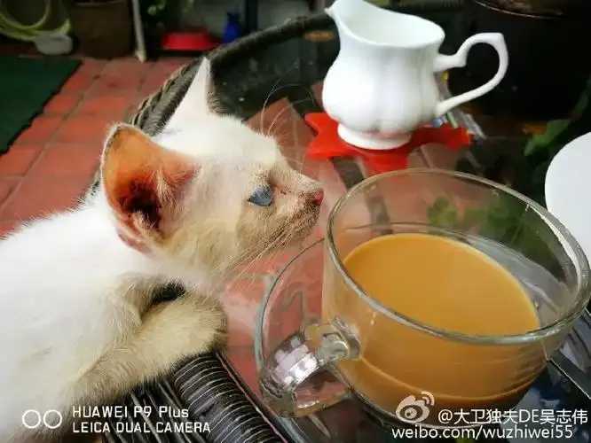 拯救流浪猫公益活动QQ炫舞合作报名入口 拯救 流浪 猫公 益活 动Q Q炫 舞合 作报 第1张 拯救流浪猫公益活动QQ炫舞合作报名入口 拯救 流浪 猫公 益活 动Q Q炫 舞合 作报 第1张