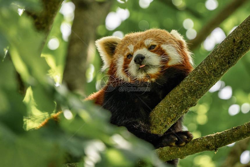 小熊猫超自然现象探索：神秘行为与未解之谜