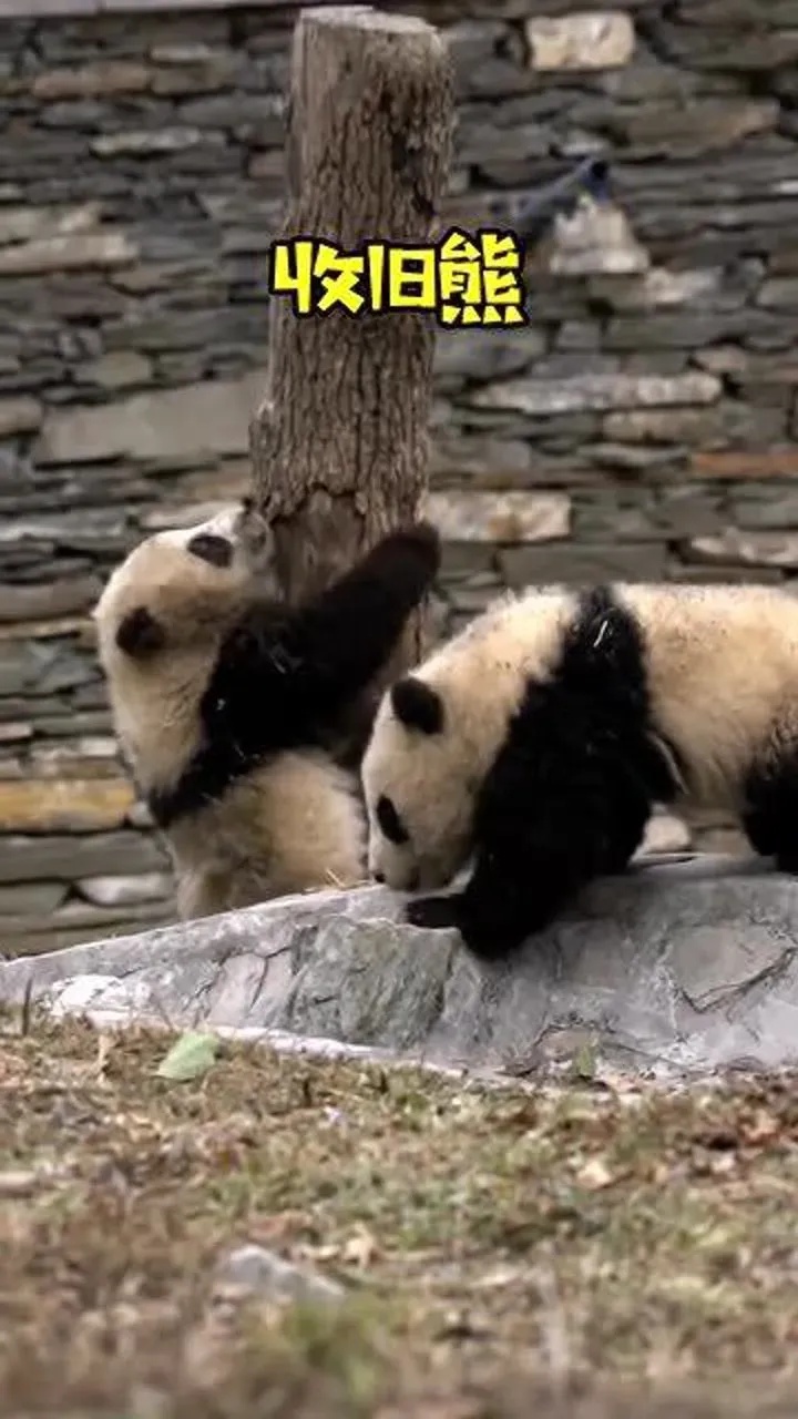高能英雄小熊猫公益 高能 英雄 小熊 猫公 益 第1张 高能英雄小熊猫公益 高能 英雄 小熊 猫公 益 第1张