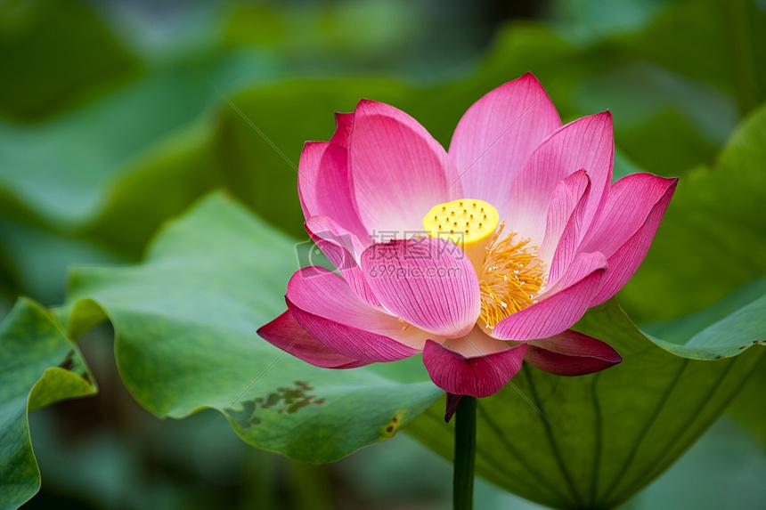 暗黑破坏神：不朽免费工具助手下载安装指南苹果ios手机版及优化脚本教程