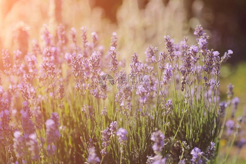 QQ三国樱花脚本辅助工具免费下载安装支持手机版及苹果iOS版外挂