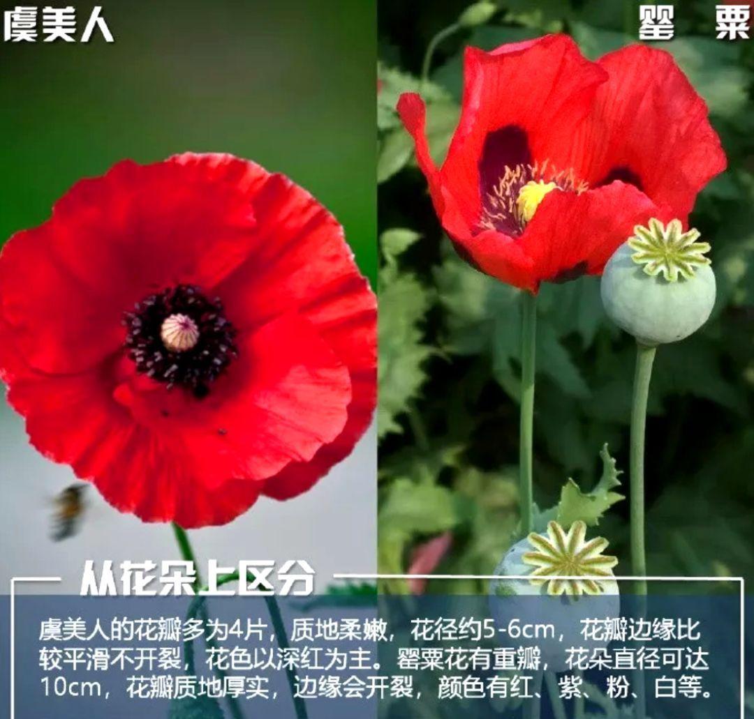 和平精英挂机技术下载教程最新辅助工具安装指南