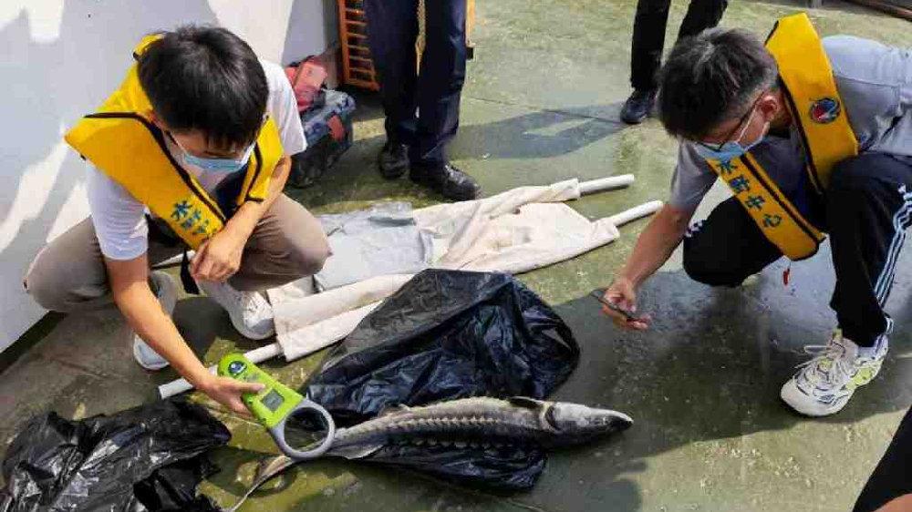 荆州50.2万尾中华鲟入江 千年鲟种有望绝地重生
