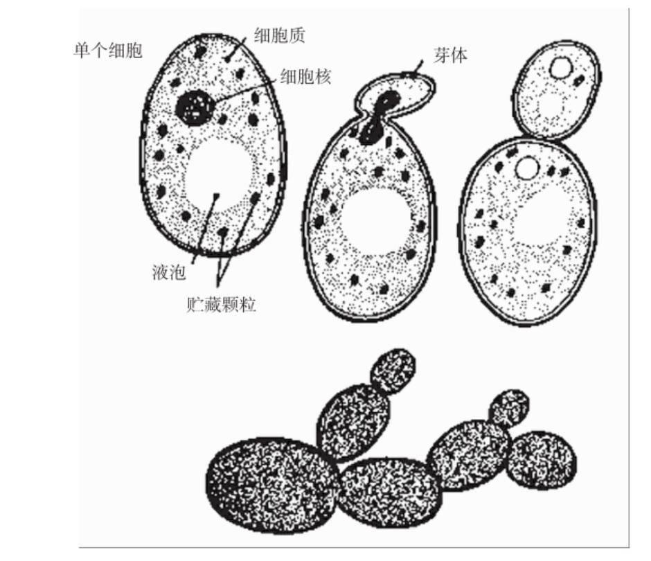 元梦之星科技卡网工具站网