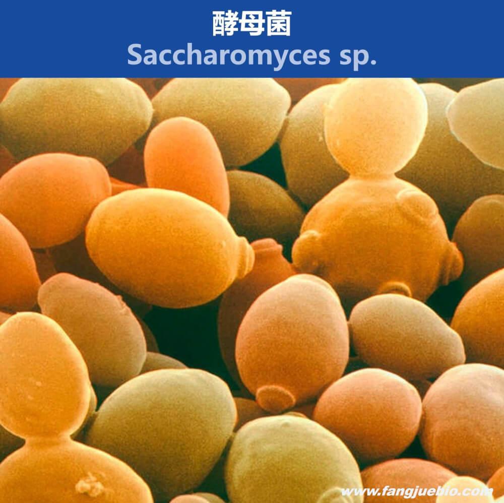 元梦之星科技卡网工具站网