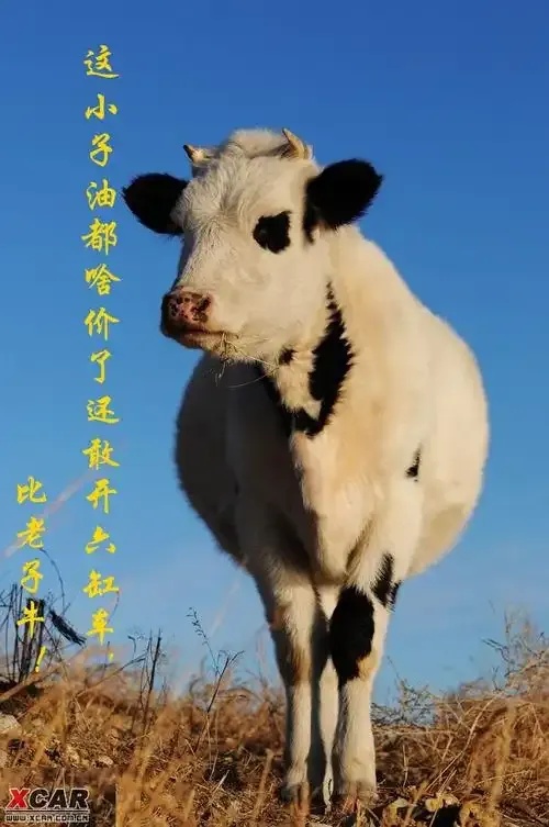 真牛辅助论坛