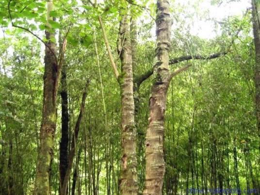 植物大战僵尸关卡全解析:一共有多少关?