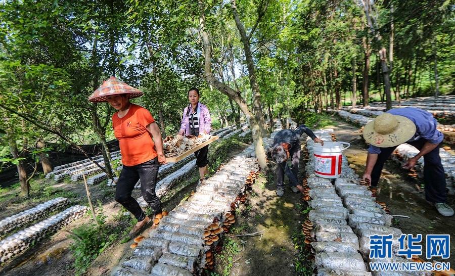 最终幻想14官方助手在哪找?位置查询指南