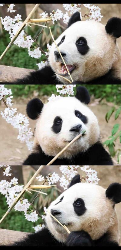 王牌战争脚本源代码