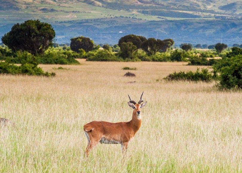 王牌战争手游下载