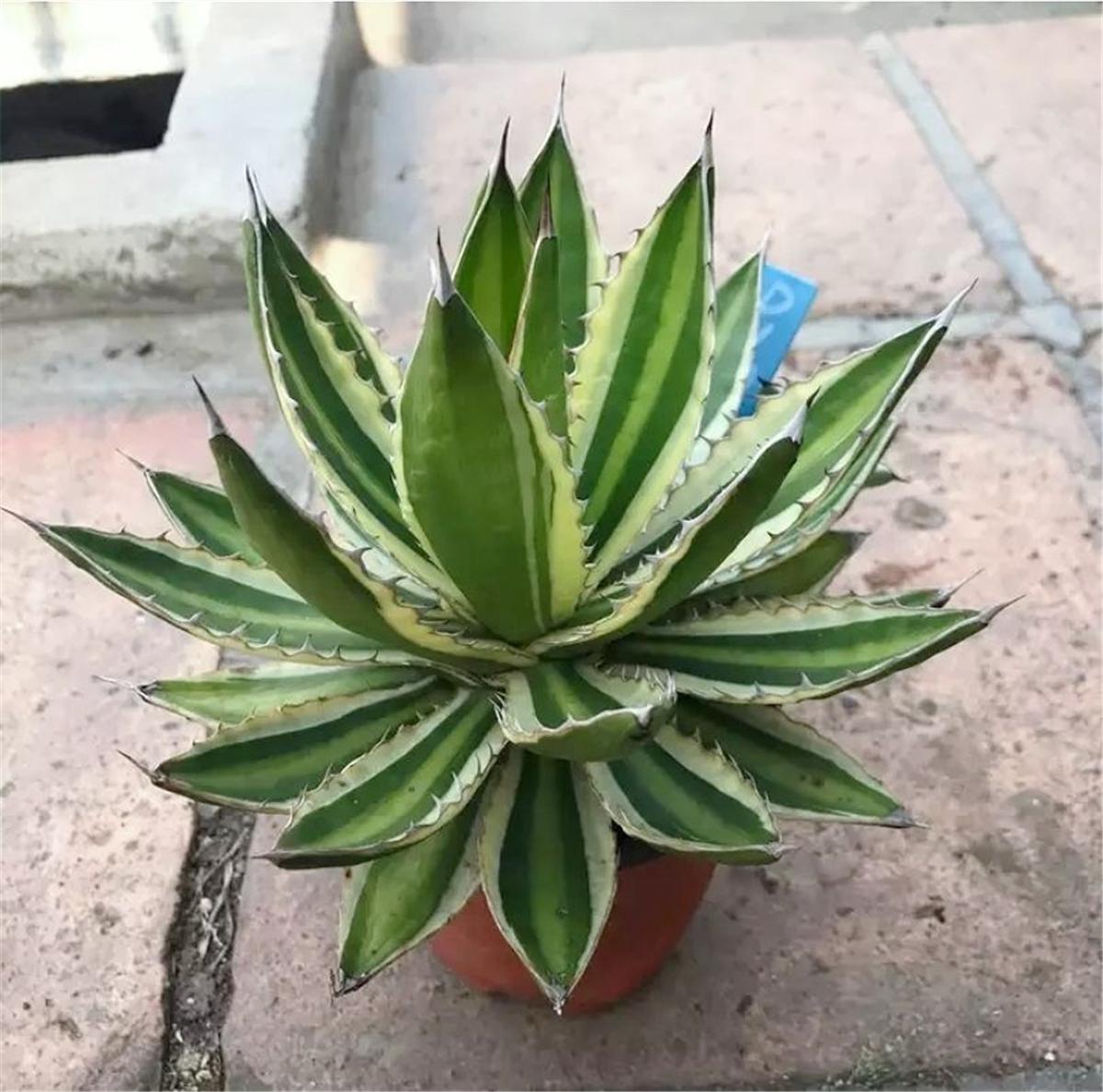 王牌战争直装菜单怎么操作?
