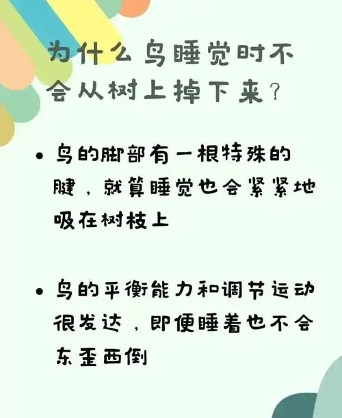 为何小鸟睡觉不会掉下