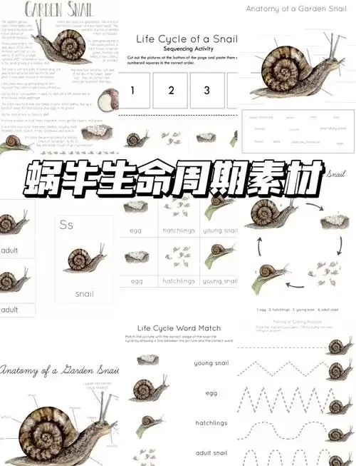 蜗牛科普纪:探索自然界的奇妙小生物